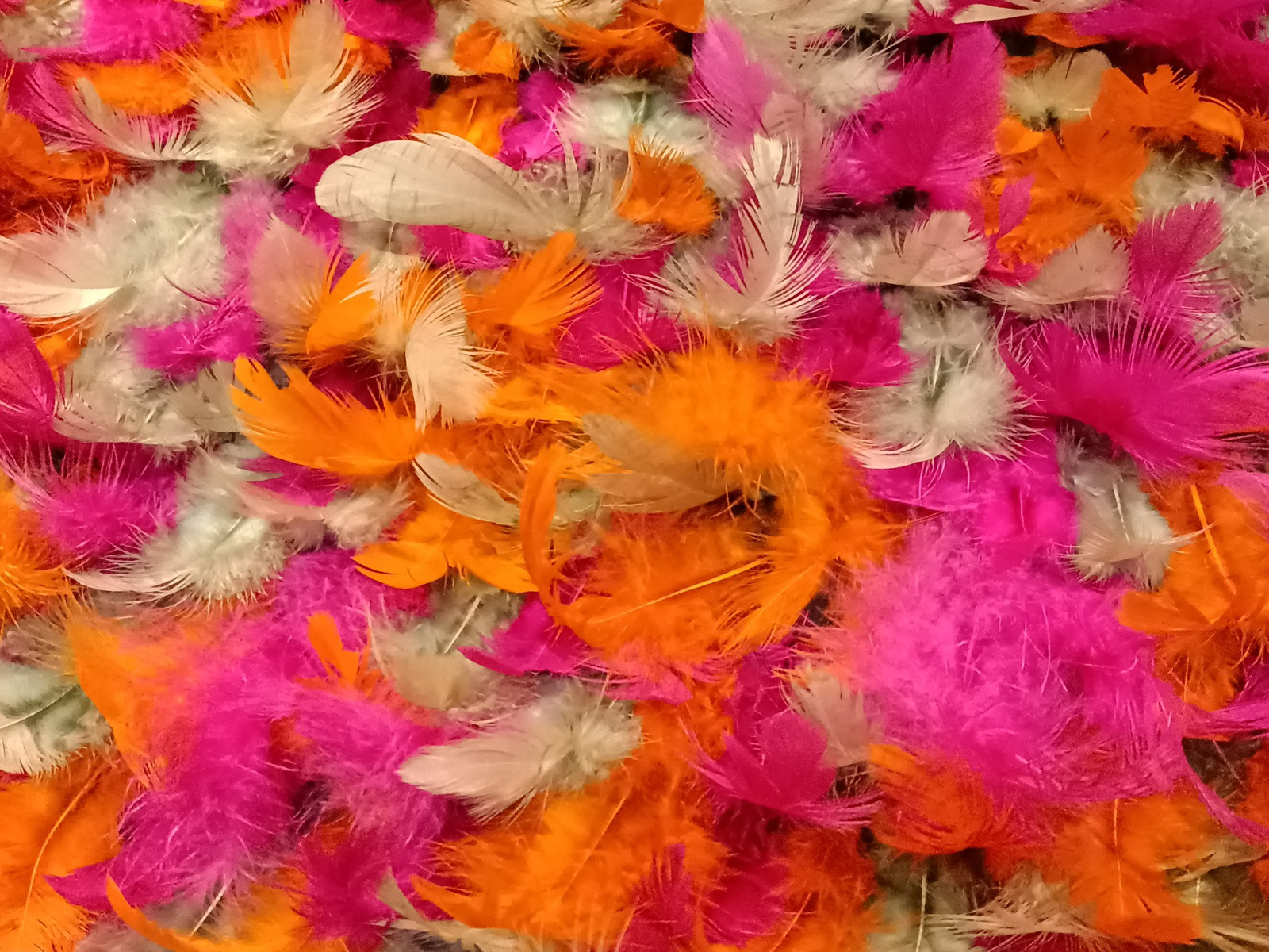 Plumas Fucxia-Naranja
