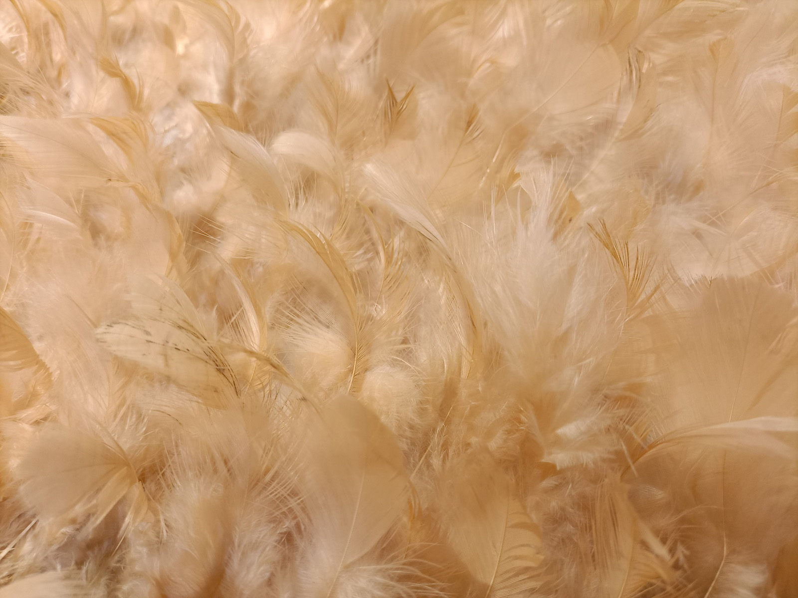 Plumas Rosa Nude
